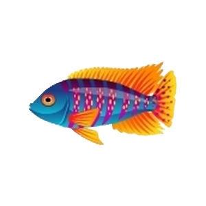 Orangefin Peacock Cichlid